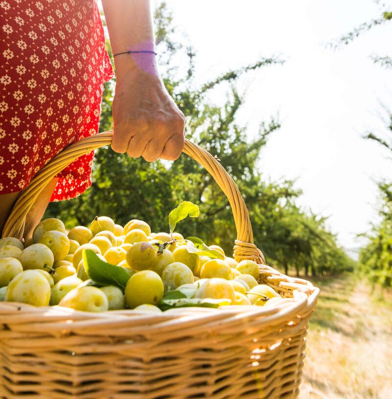 Mirabelles de Lorraine - ARTGE Jeremy May