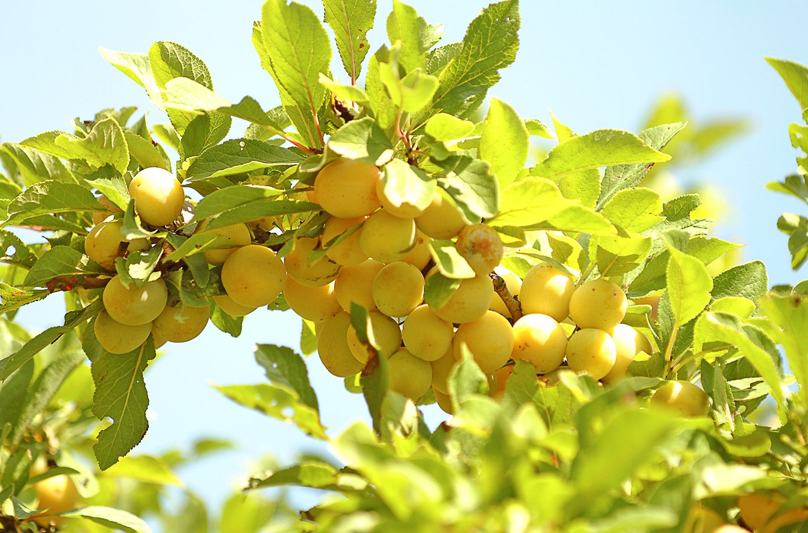 Mirabelles de Lorraine - Jeremy May Lorraine Tourisme