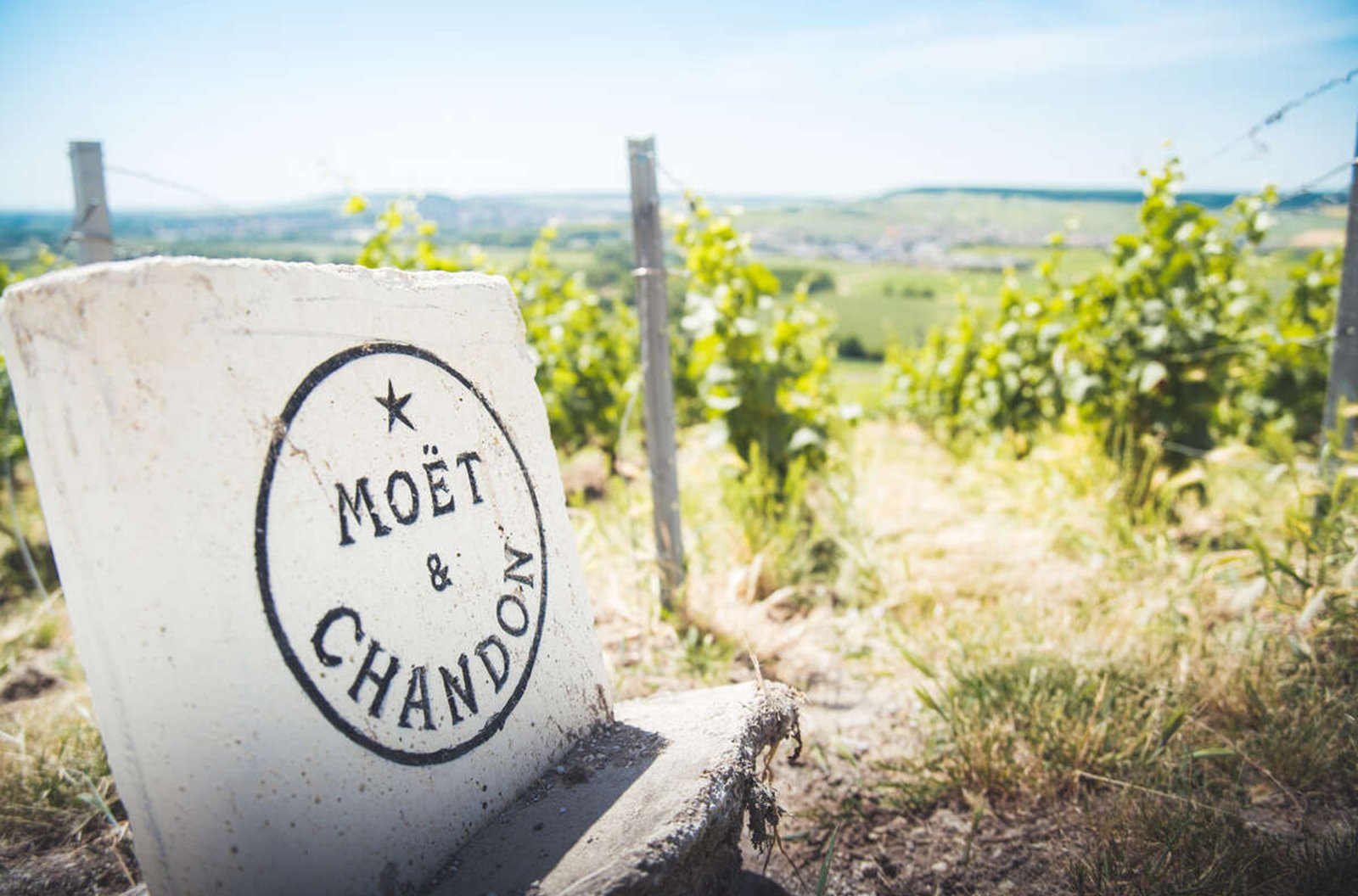 Vignoble Moet et Chandon - ARTGE 